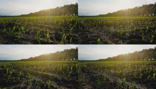 夕阳西下的一片玉米地。农场土地。绿色成行地发芽。低的观点高清在线视频素材下载