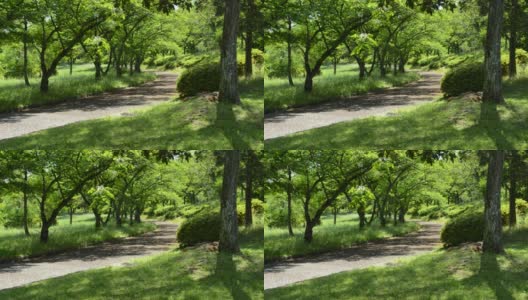 修复:初夏公园，树枝在微风中摇摆，高清在线视频素材下载