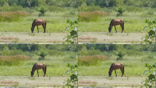 在草地上吃草的马高清在线视频素材下载