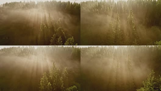 在晨雾中飞过树木。清晨温暖的阳光穿过树林。森林和群山中雾蒙蒙的早晨高清在线视频素材下载