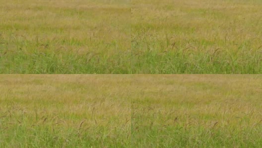 金色的稻田在农村。高清在线视频素材下载