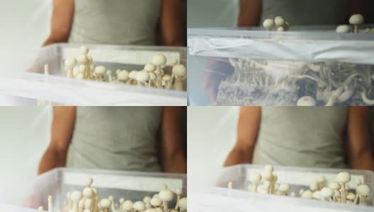 盒子里装着裸盖菇，品种裸盖菇白色花在男人手里。耕耘，创造条件。微剂量、迷幻之旅、娱乐、意识改变高清在线视频素材下载