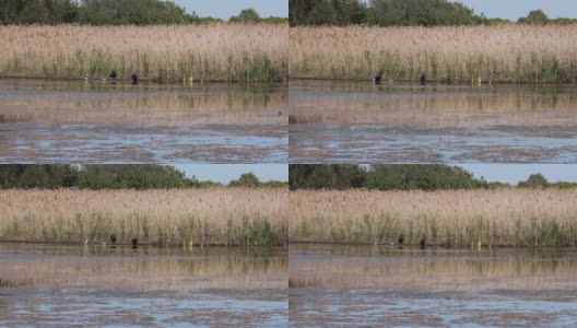 澳大利亚莫顿湾布里比岛湿地鸟类保护区内的黑天鹅和小天鹅高清在线视频素材下载