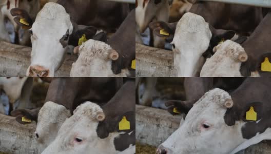 农场围场里一头牛的脸的特写。牛奶产量。高清在线视频素材下载