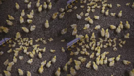 养鸡场里有很多小鸡。黄色的小鸡在室内的地面上移动。有趣的小鸡。鸡舍里有许多活的可爱的小鸡。高清在线视频素材下载