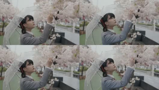 穿着校服的日本女学生撑着透明的雨伞在雨中看桃花高清在线视频素材下载