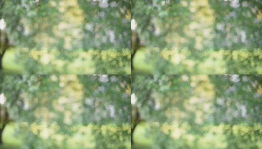 全高清宽模糊绿色散景花园自然树使用作为背景高清在线视频素材下载