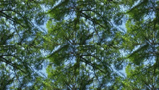 HD 1080i森林树顶3高清在线视频素材下载