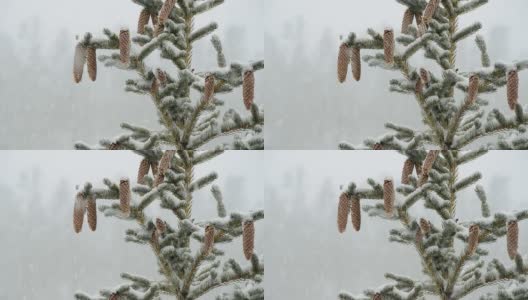雪中的松树和松果高清在线视频素材下载