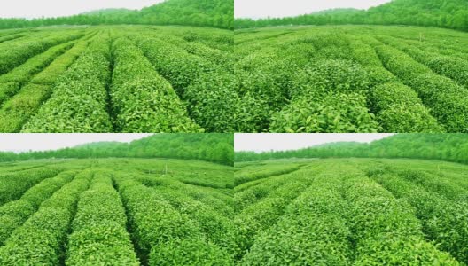 天空，茶树，山丘和农场，实时。高清在线视频素材下载