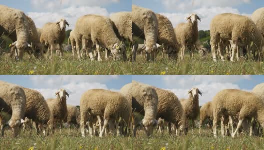 一群凝视着牧场的绵羊和公羊高清在线视频素材下载