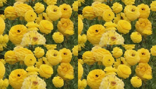 毛茛属植物的黄色花朵高清在线视频素材下载