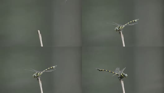 缓缓的蜻蜓栖息在树枝上高清在线视频素材下载
