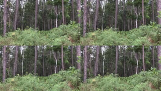 美丽的松树林高清在线视频素材下载
