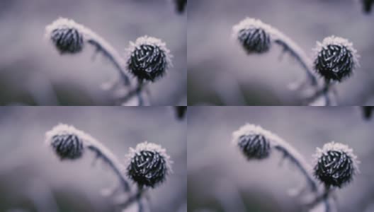 冻结。Ice-frozen植物。冬天。特写镜头。高清在线视频素材下载