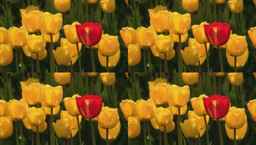 红色郁金香和黄色郁金香高清在线视频素材下载
