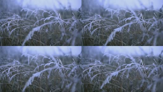 冰冻的草高清在线视频素材下载