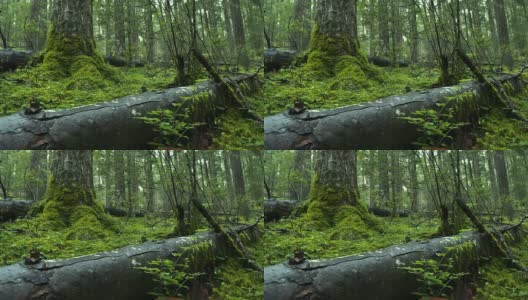 森林高清在线视频素材下载