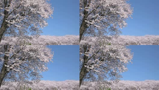 日本樱花树与天空高清在线视频素材下载