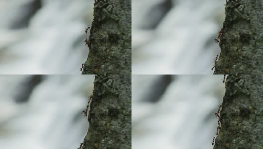 红蚂蚁在瀑布和溪流附近的树上游行。高清在线视频素材下载