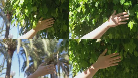 触摸树叶的慢动作视频高清在线视频素材下载