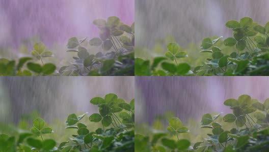 绿苗在雨中高清在线视频素材下载
