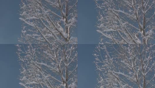 下雪的场景高清在线视频素材下载