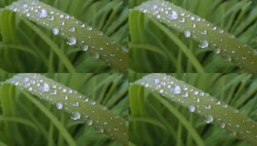 雨水滴落在草地上高清在线视频素材下载