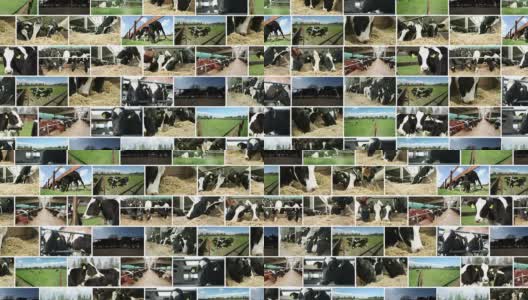 奶牛的农场。视频墙。高清在线视频素材下载