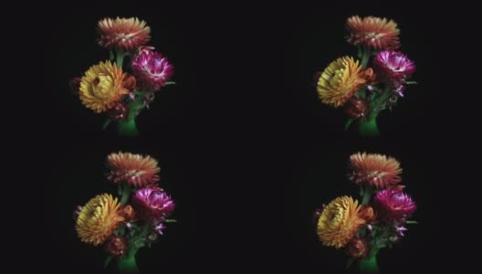 盛开的Strawflowers高清在线视频素材下载