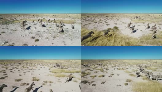 直升机斑马在大草原上奔跑高清在线视频素材下载