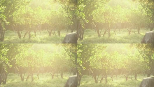 慢镜头，果树，田园诗般的花园高清在线视频素材下载