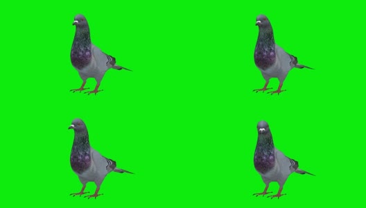 鸽闲绿屏(可循环)高清在线视频素材下载