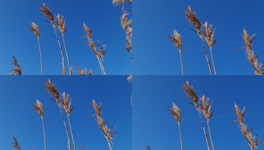 芦苇在风中缓慢移动。在湛蓝的湖面上拍摄的自然美景。高清在线视频素材下载