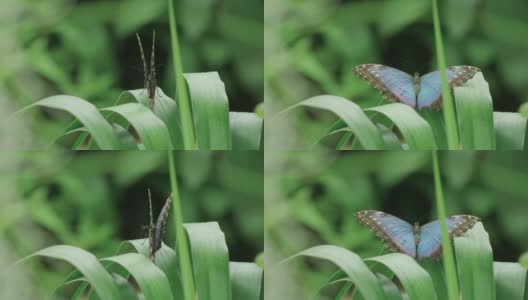 热带大闪蝶在丛林的一片叶子上展开翅膀的惊人特写高清在线视频素材下载