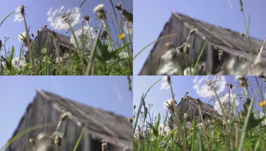 温暖的夏风里飘着蒲公英的绒毛和黄色的花朵，废弃的谷仓高清在线视频素材下载