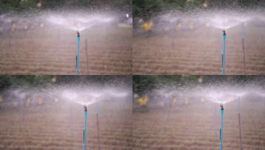 农业用水喷水器在菜地灌溉农田高清在线视频素材下载