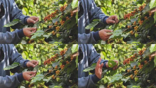 人手采摘黄色咖啡豆，成熟浆果，在绿色生态有机农场种植新鲜咖啡树种子。近手收获黄色成熟咖啡种子，收获阿拉比卡浆果咖啡农场高清在线视频素材下载
