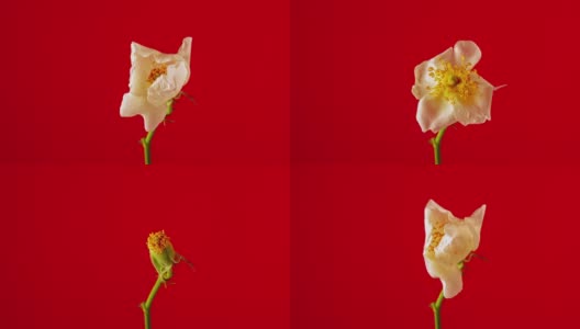 玫瑰花蕾绽放在红色背景下的延时4k视频。高清在线视频素材下载