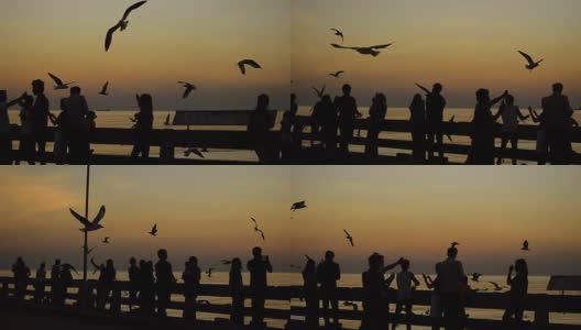 剪影摇摄:黄昏时分，人们与鸥群欢聚高清在线视频素材下载