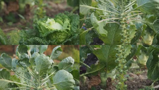 花园里的萨伏伊卷心菜录像高清在线视频素材下载