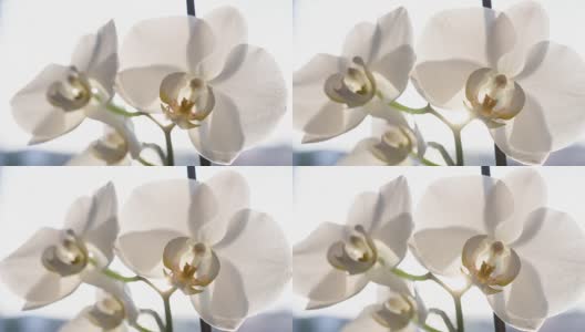 白色兰花花朵高清在线视频素材下载