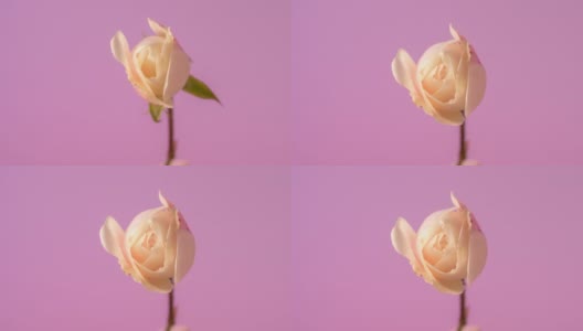 白色玫瑰绽放在粉红色的背景下，这是一段延时4k视频。高清在线视频素材下载