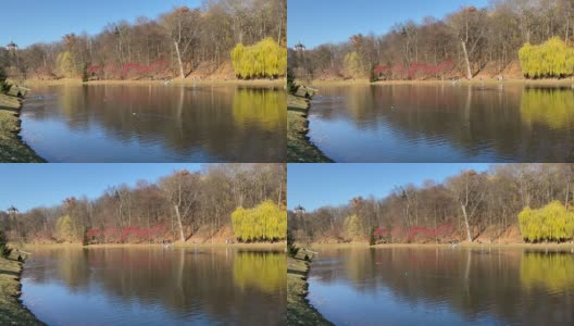 美丽的Theophania (Feophaniya)公园在基辅，乌克兰。风景优美的秋季公园，在阳光明媚的日子里，平静的湖。恬静池塘边的田园诗般的秋景。柳树、冷杉、落叶乔木，枝叶绚丽多彩。红、橙、绿、黄的颜色高清在线视频素材下载