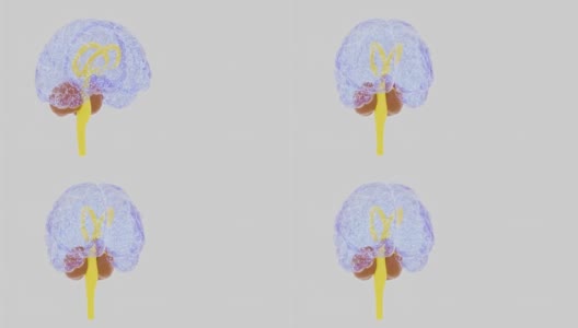 人类大脑的神经元活跃起来高清在线视频素材下载