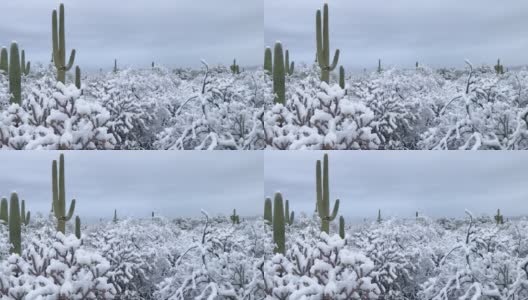 在亚利桑那州的仙人掌国家公园里，沙漠里的雪高清在线视频素材下载