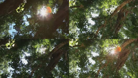 绿油油的森林里有阳光，多莉拍摄高清在线视频素材下载
