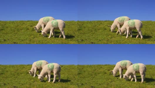 荷兰特塞尔岛的特塞尔羊高清在线视频素材下载