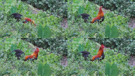 灌木丛里的小鸡高清在线视频素材下载