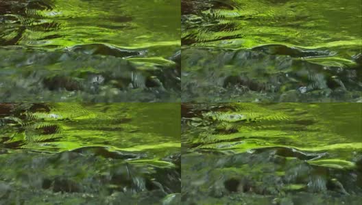 森林溪流镜像特写(可循环)高清在线视频素材下载